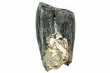 Fossil Desmostylus (Hippo-Like Animal) Premolar - California #241168-1